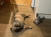 Pug female