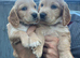 Working cocker spaniel puppies