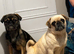 Brussels Griffon