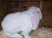 Rew french lop buck 10 months show stock