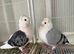 German owl fancy pigeons