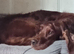 Irish Setter KC REG 2 YR Boy.