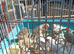 Young Zebra finches for sale