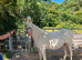 Beautiful cremello 3yr old 13h