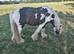Black and white 13. 2 hands G gelded