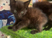 SEMI LONG HAIRED MALE KITTENS