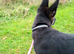 Shepkita shepherd puppy ready to leave