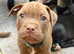 Staffy puppies