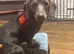 8 months blue sausage