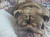 English Bulldog puppy