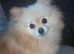 Beautiful Teddy Face female Pom