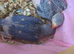 Indian Ringnecks babies cobalt rare mutation hand reared
