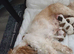 1 shih tzu puppy for sale