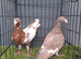 muleman Breeder pair