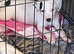 Staffy mix