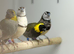 Owl finches