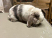 Mini lops males and female