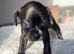 Boston terrier x cocker spaniel puppies