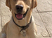 ROYAL KENNEL CLUB REGISTERED LABRADOR