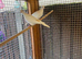 Barbary Doves