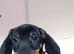 Dachshund X Puppies