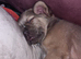 Perfect companion female fluffy frenchie