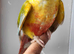 Handreared Tame Baby Cinnamon Pineapple conure