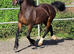 Stunning 2yr old to make 14.2