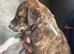 Saluki bull greyhound (lurcher) puppy’s