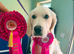 Gorgeous Golden Retriever Puppies KC Reg