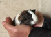 2 x sheltie boars