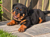 Exceptional Rottweiler Puppies - ADRK & Dr Timmitor Bloodlines