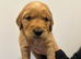 EXCEPTIONAL KC GOLDEN RETRIEVER PUPPIES