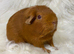 Sows. Price is for the pair of lovely ladies