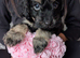 Toy cockapoo f2b puppies