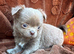KC reg long coat lilac Chocolate chihuahua puppies