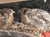 Button quails