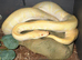 Lovely huge Friendly female phantom enchi yb albino ball python