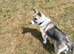 Husky x German shepherd