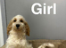 Petal gorgeous 2 cockapoo girls have had all injections done