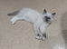 Male GCCF ragdoll 16 weeks