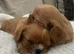 Kennel Club registered ruby Cavalier King Charles spaniel BOY puppies available. Parents both health tested.