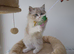 2 left ready to leave GCCF Ragdoll kittens