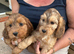 Cockapoo