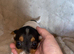 Jack Russell puppies