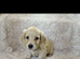 Mini long haired cream dachshund READY NOW