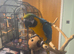 1 year old hand reared tame blue and gold macaw