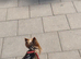 Beautiful Yorkshire terrier girl.