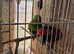 Breeding pair of lorikeets for sale