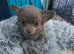 Gorgeous boy chihuahua